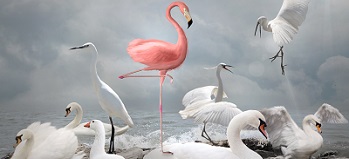Pink flamingo among flock of generic white-feathered birds